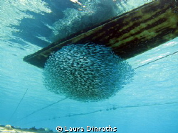Schooling under a boat by Laura Dinraths 